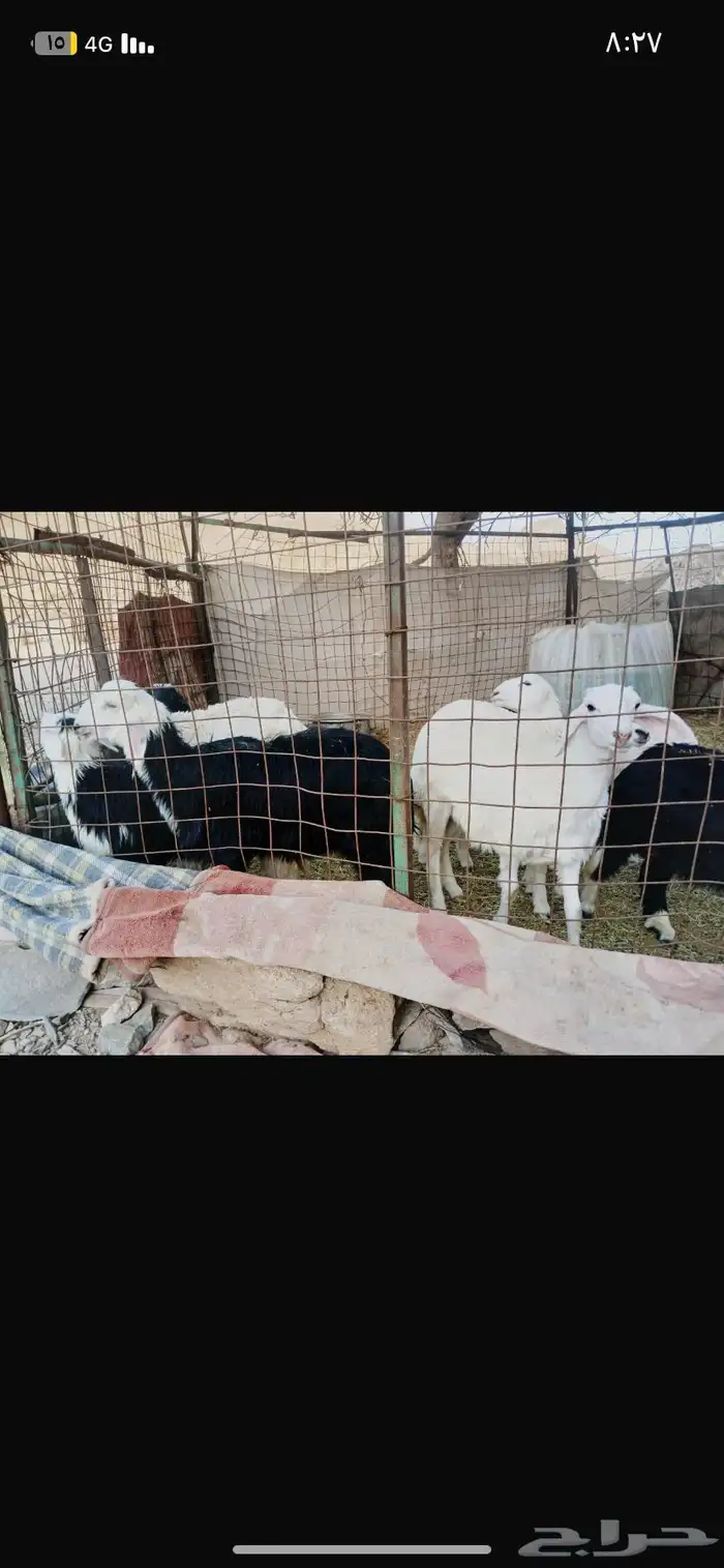 للبيع طليان ورخال سمان ونضاف شرط 0
