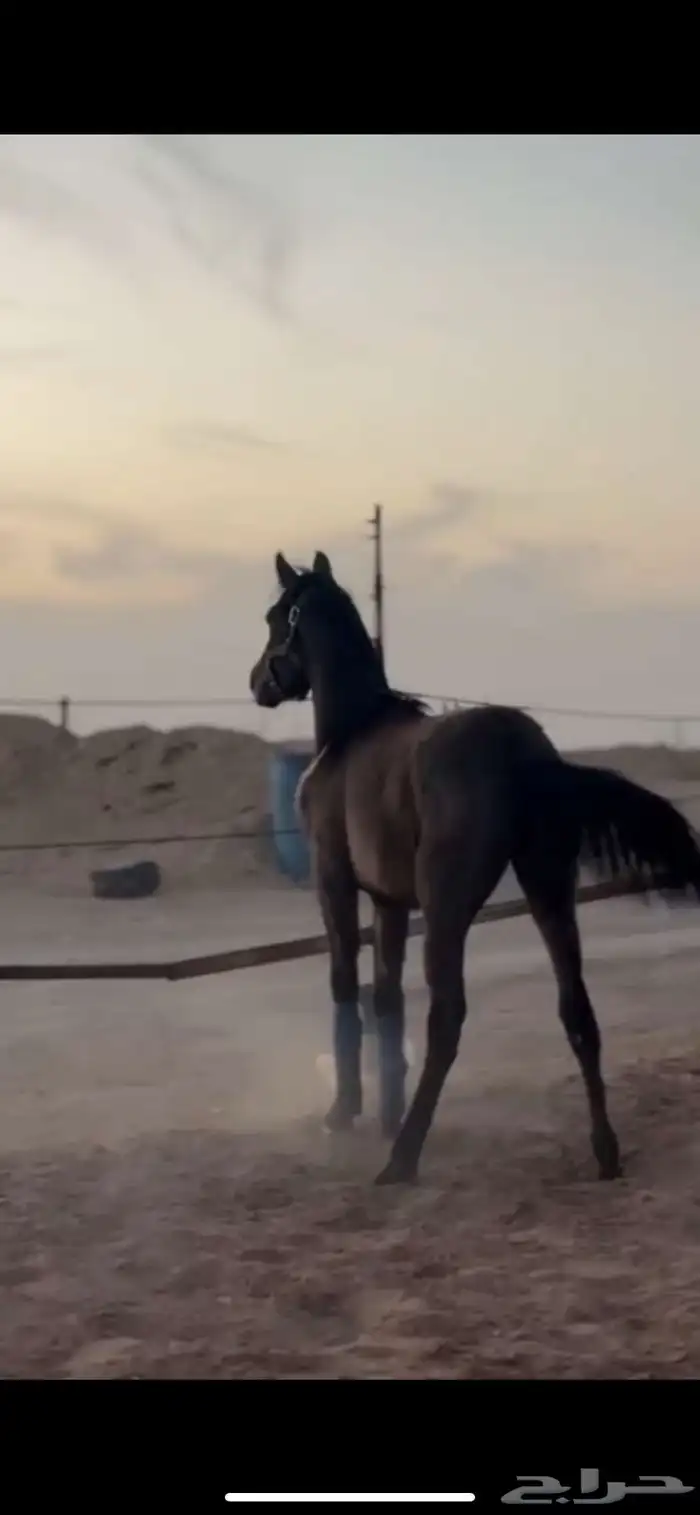 مهر شعبي للبيع 4