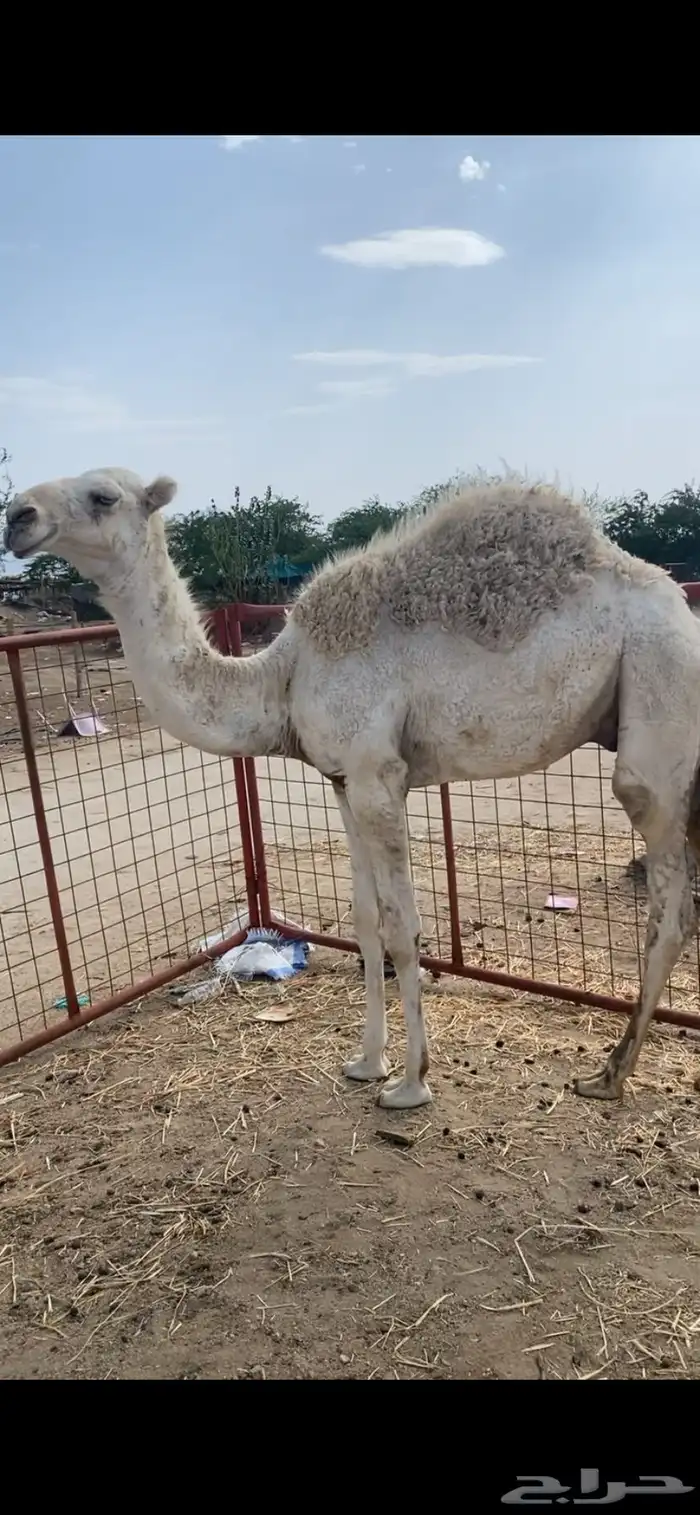 قعدان عفر العدد 2 1