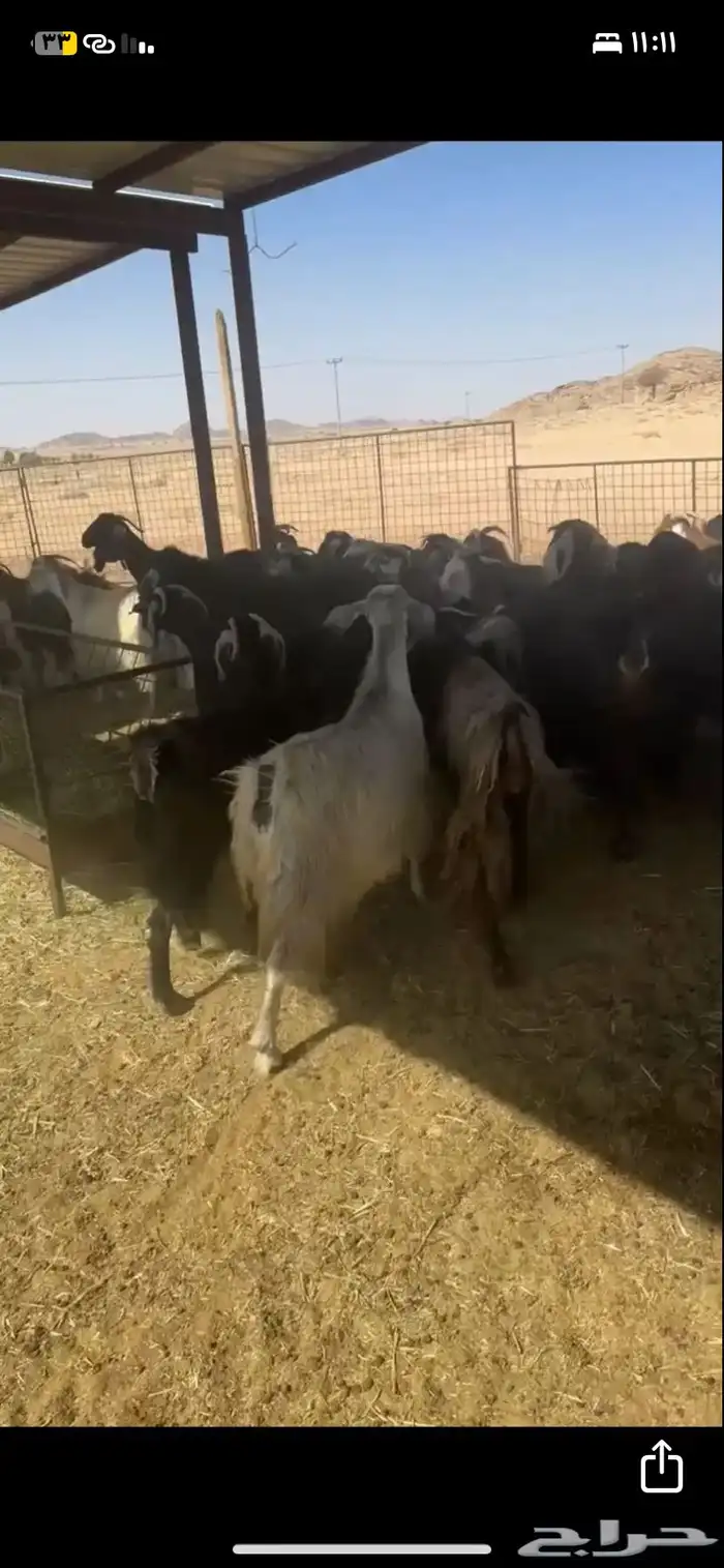 معزة للبيع العدد 40 2