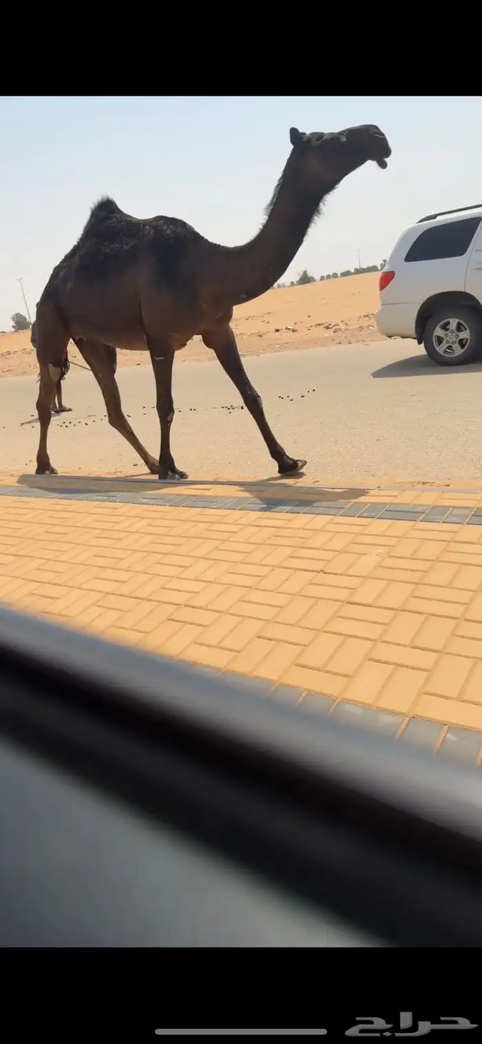 بكره مجهم 4