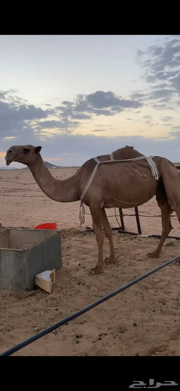 لبيع نياق لقحه صفراء و خفوت وضحاء تو بايع ولدها 3
