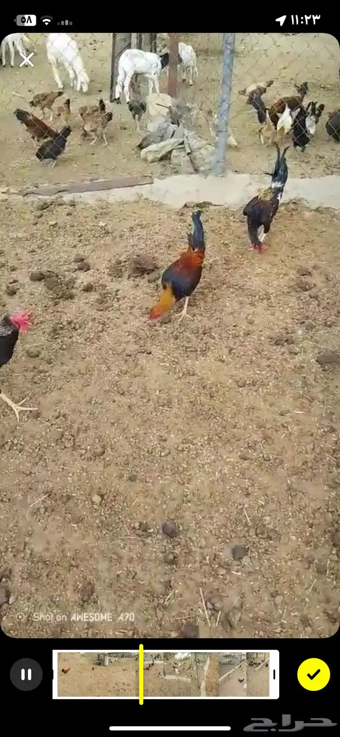 بوجد لدي دجاج بلدي الصحه منتازه خاليه من جميع الامراض 0