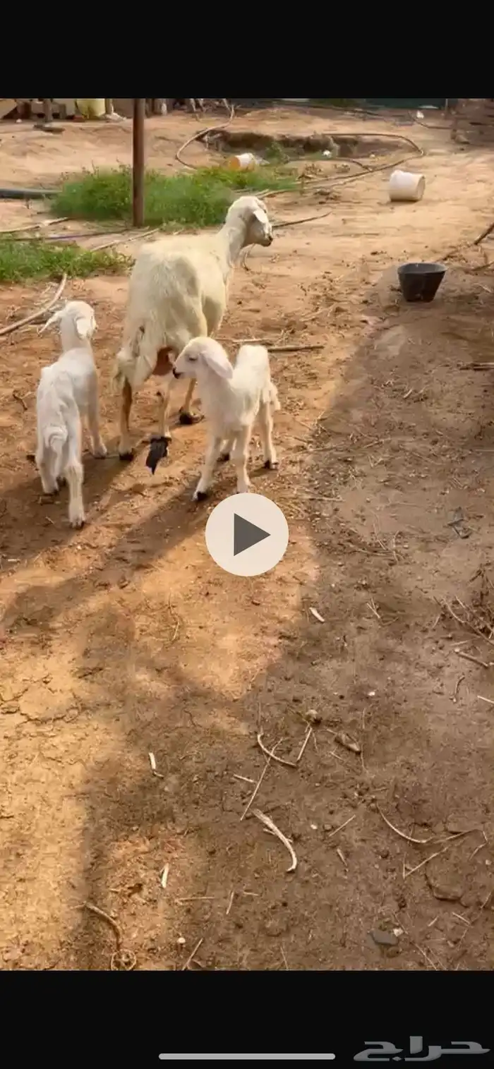 نعجه مشروطه مسوي طري عليها خروف ورخل ديد مكفل مشروطه روم وص 4