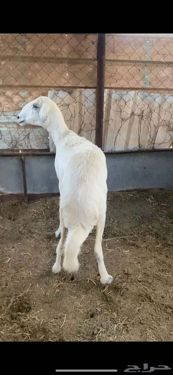 انعجه حايل 0