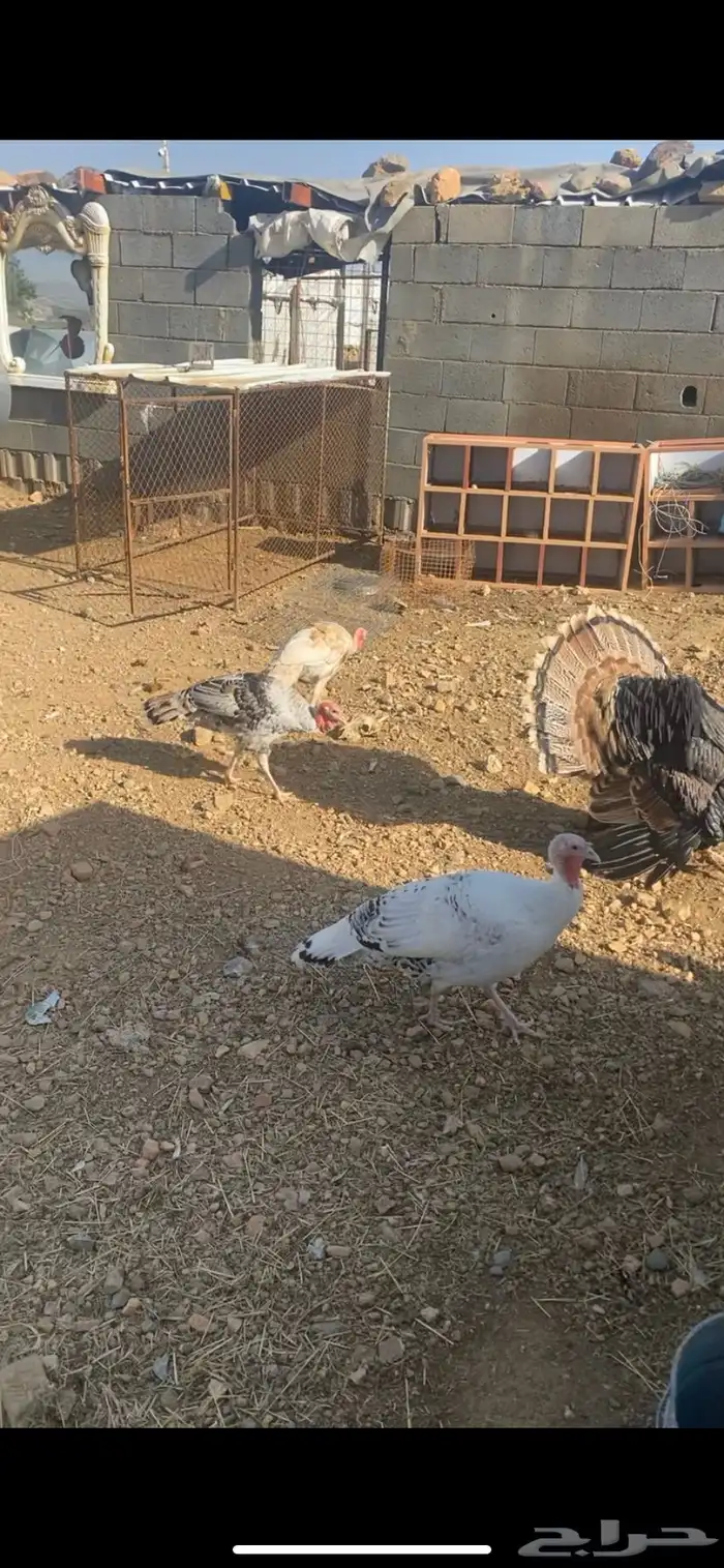 دجاج رومي 2