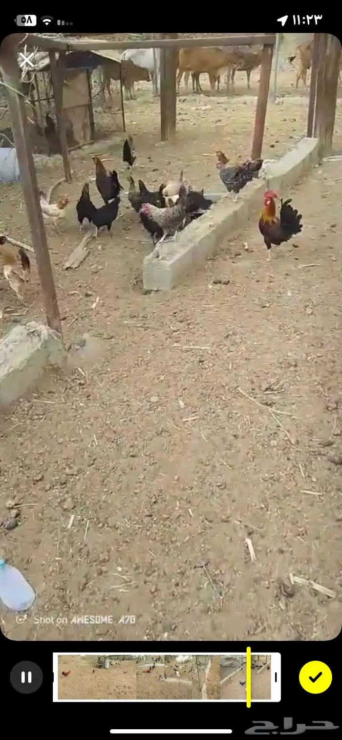 بوجد لدي دجاج بلدي الصحه منتازه خاليه من جميع الامراض 2