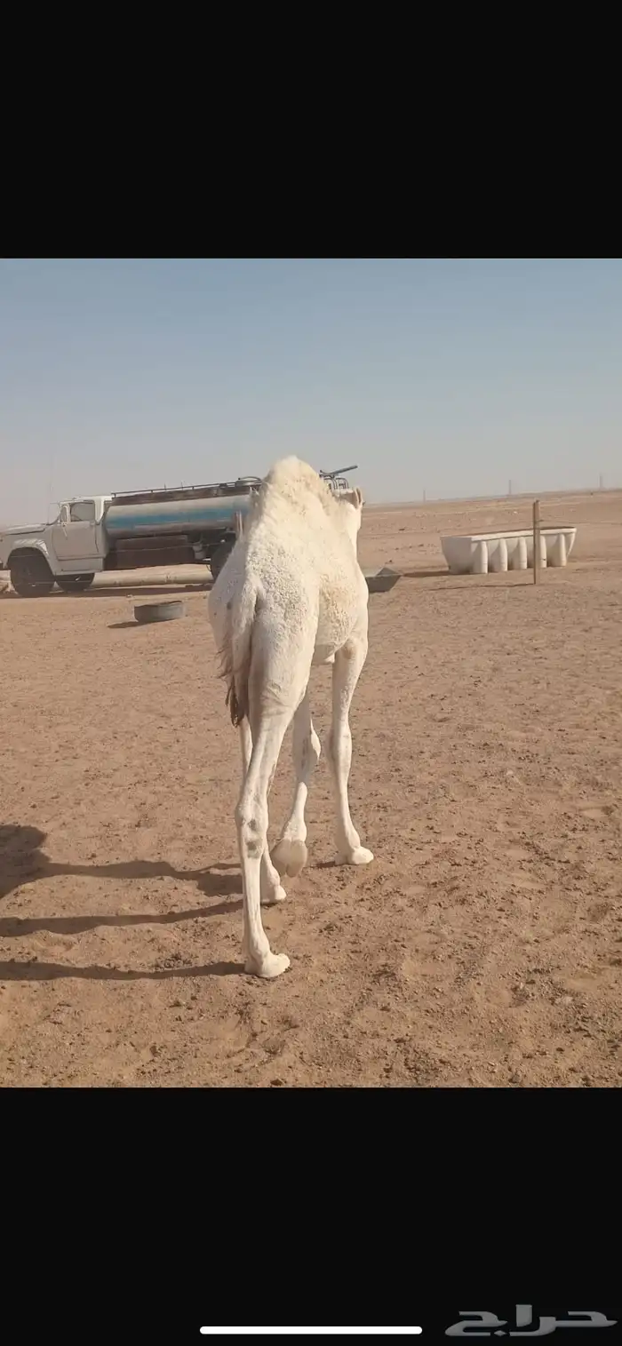 قعود بري طيب 0