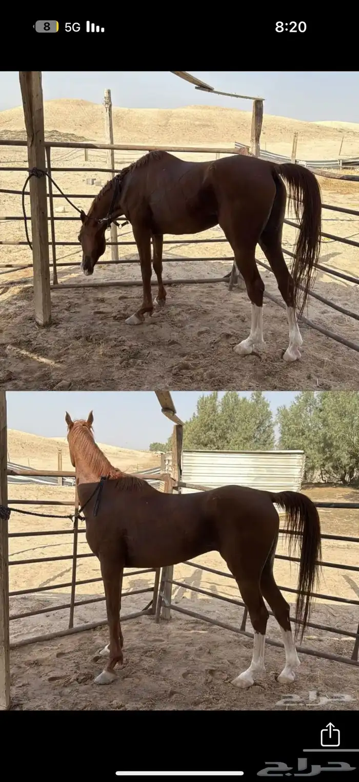 حصان شععبي شييخ 3