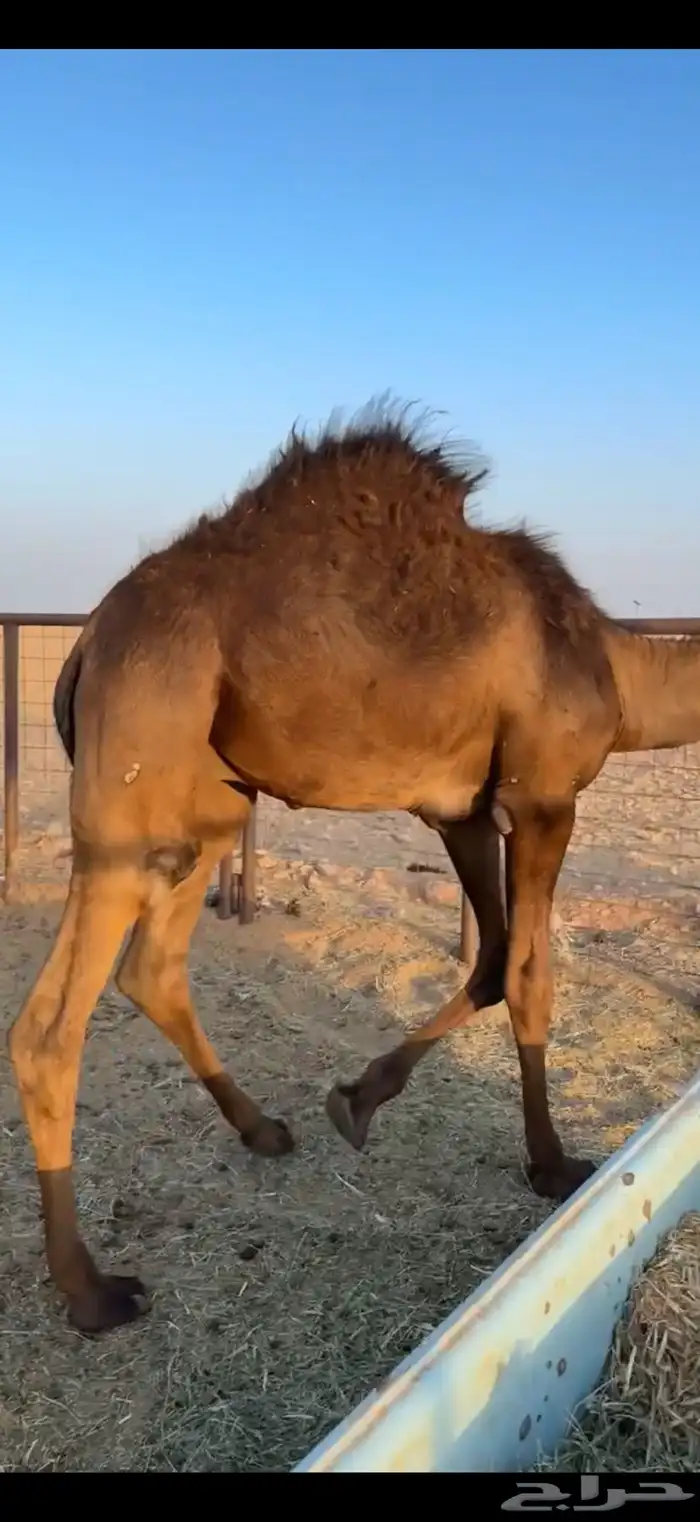 حشو قصب 1