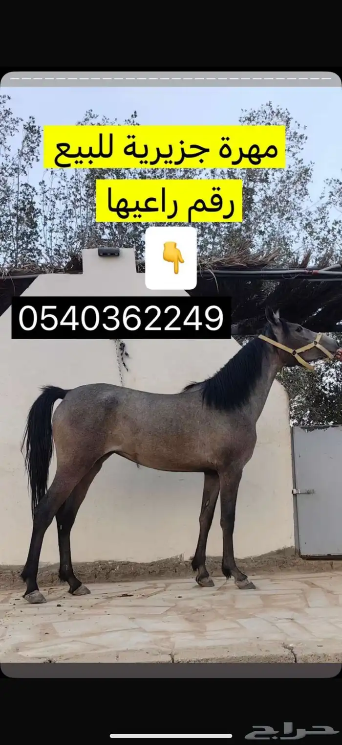 مهره للبيع 2