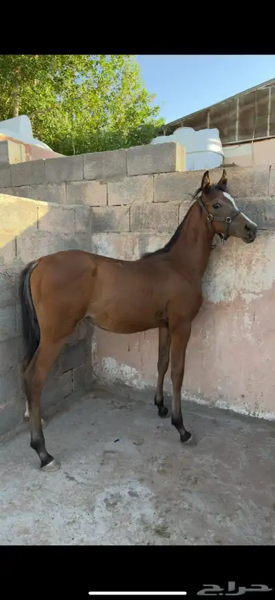 مهر شعبي فاخر index