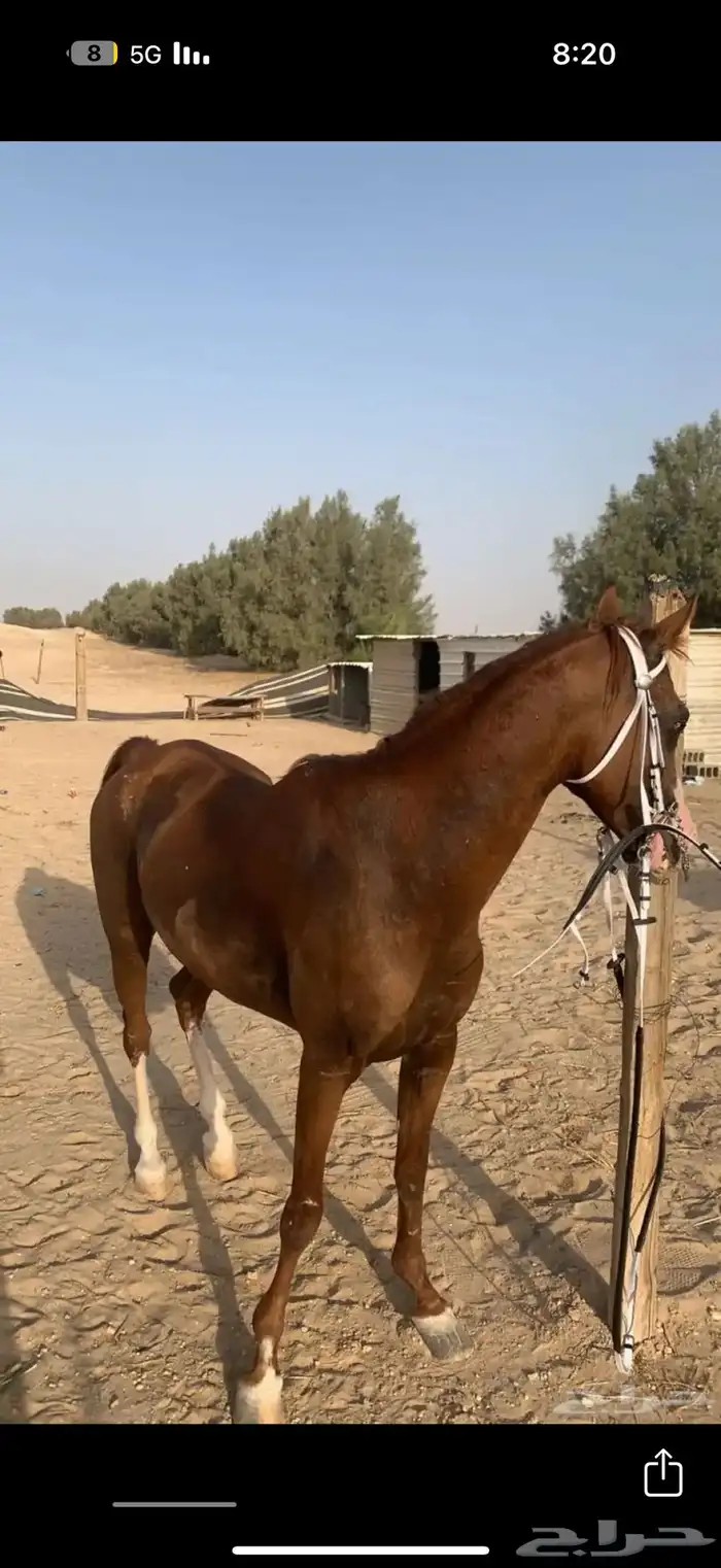 حصان شععبي شييخ 5