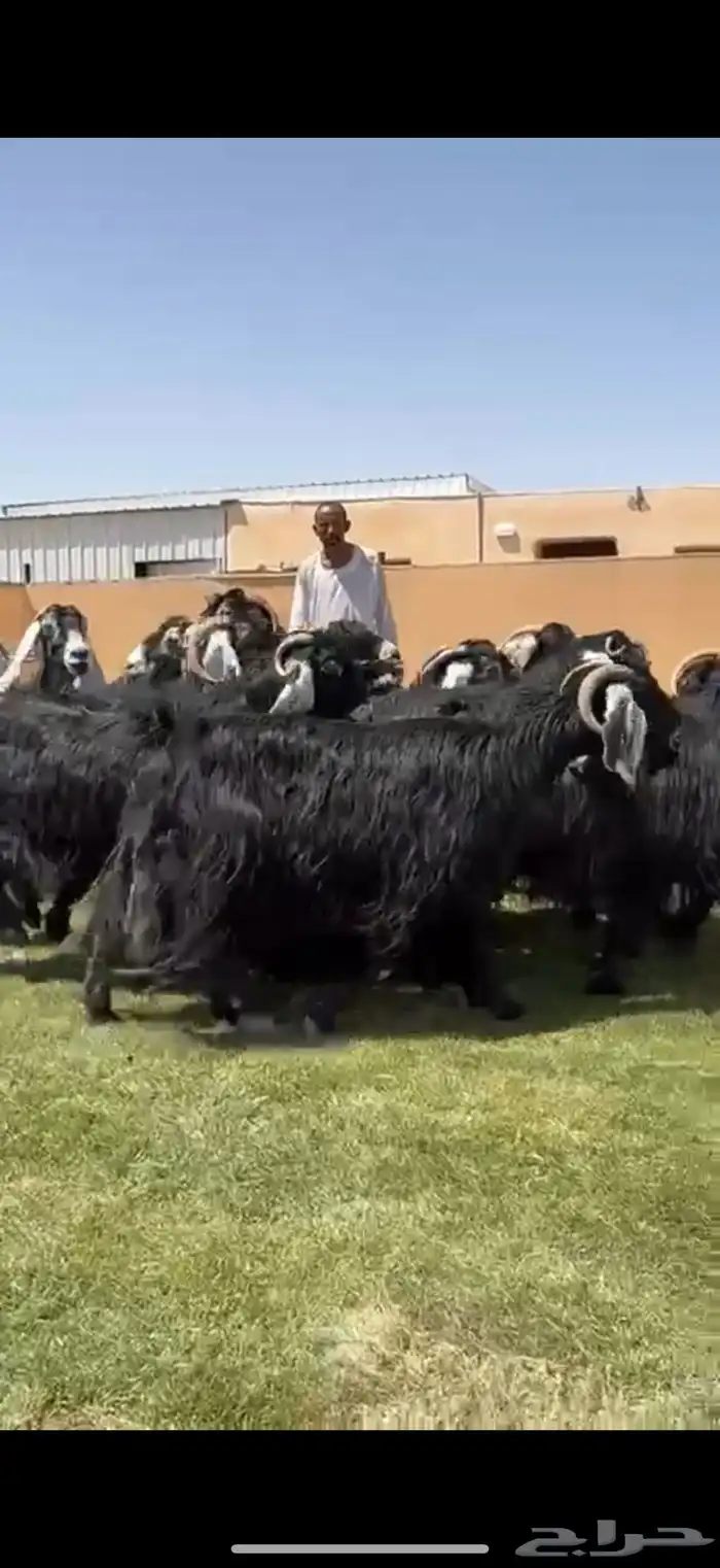 مراح عوارض طيبه دفيع شرط 4