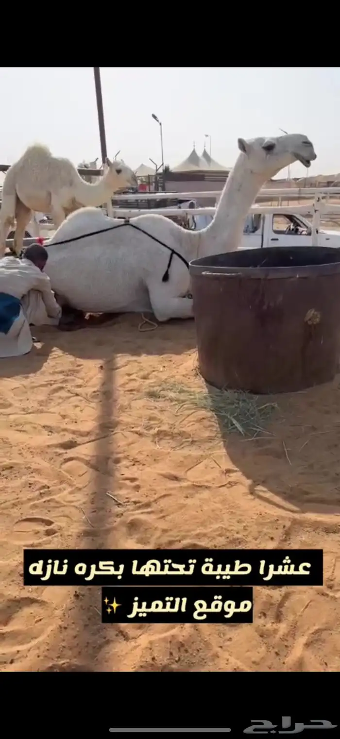 ابل شقح وضح طيبه نازله موقع التميز الخرج 6