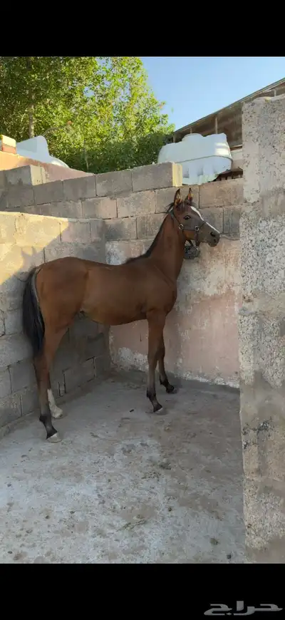 مهر شعبي فاخر index