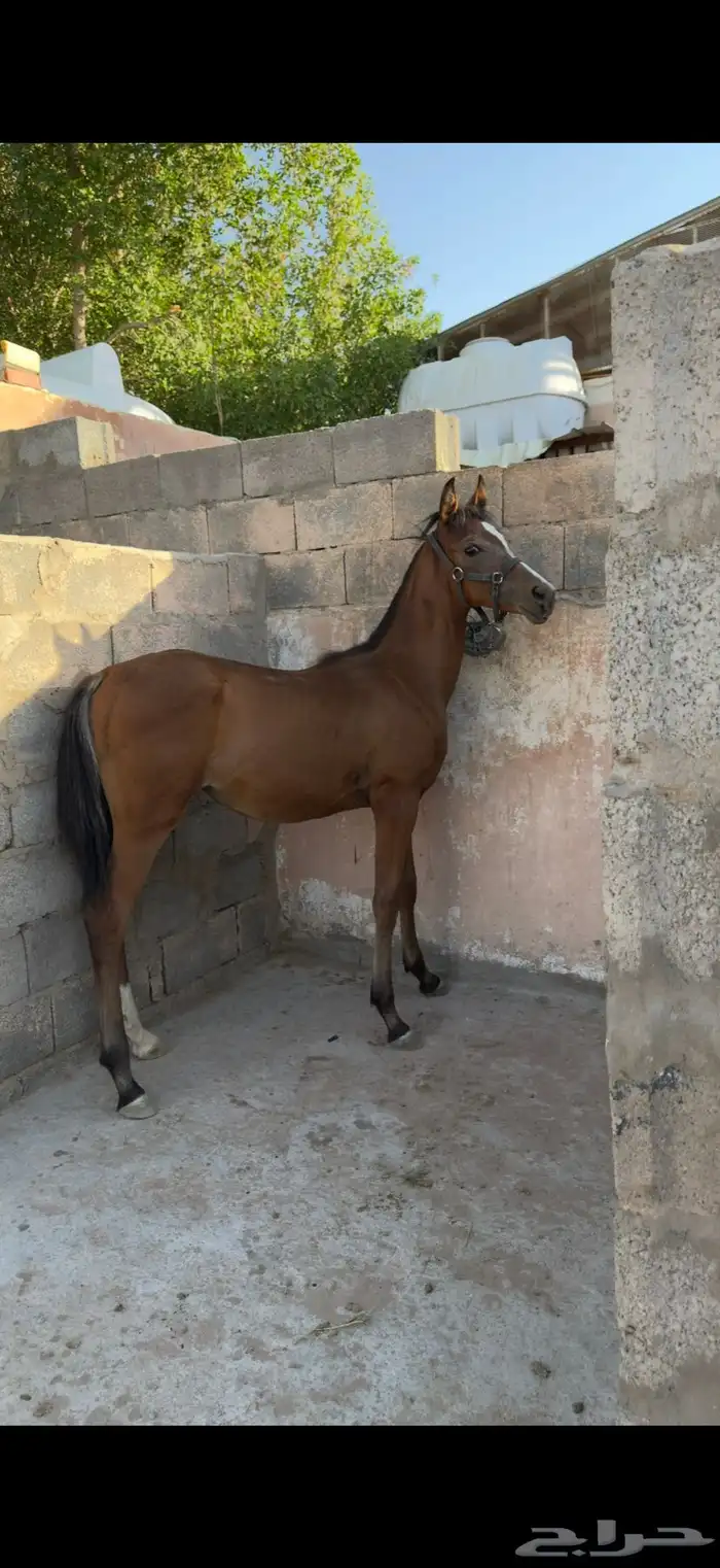 مهر شعبي فاخر 2