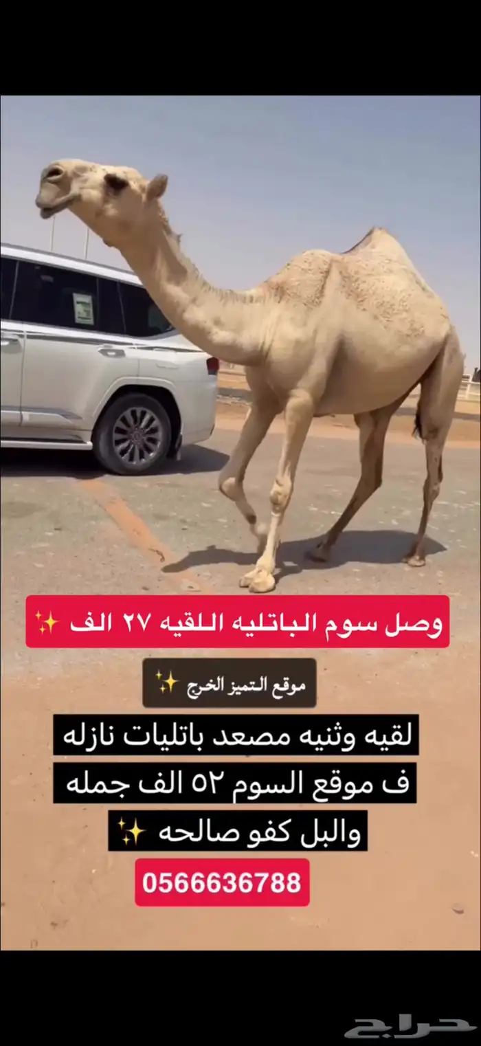 ابل شقح وضح طيبه نازله موقع التميز الخرج 0