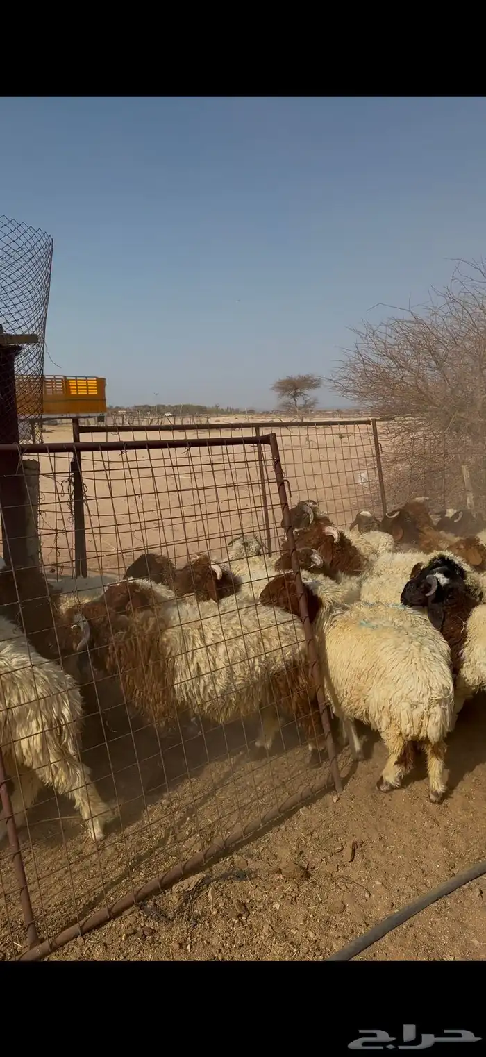 بهم نعيم 0
