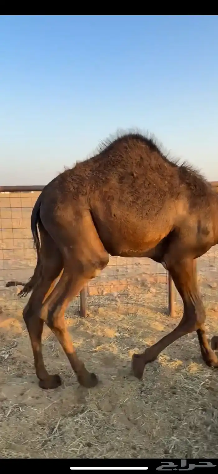 حشو قصب 3