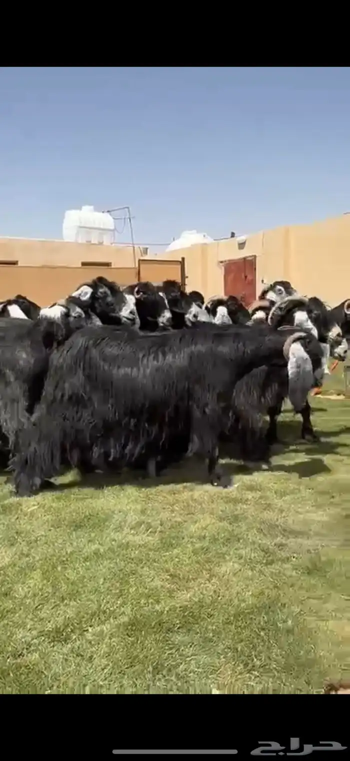 مراح عوارض طيبه دفيع شرط 1