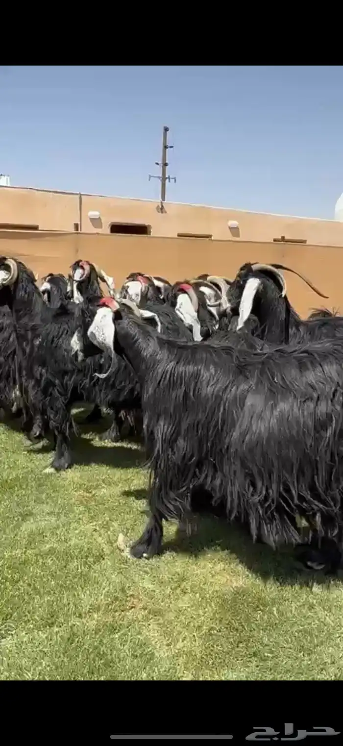 مراح عوارض طيبه دفيع شرط 2
