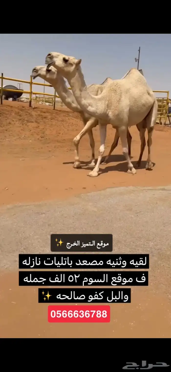 ابل شقح وضح طيبه نازله موقع التميز الخرج 1