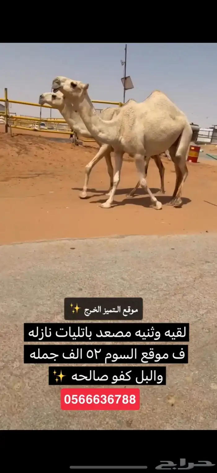 ابل شقح وضح طيبه نازله موقع التميز الخرج 3