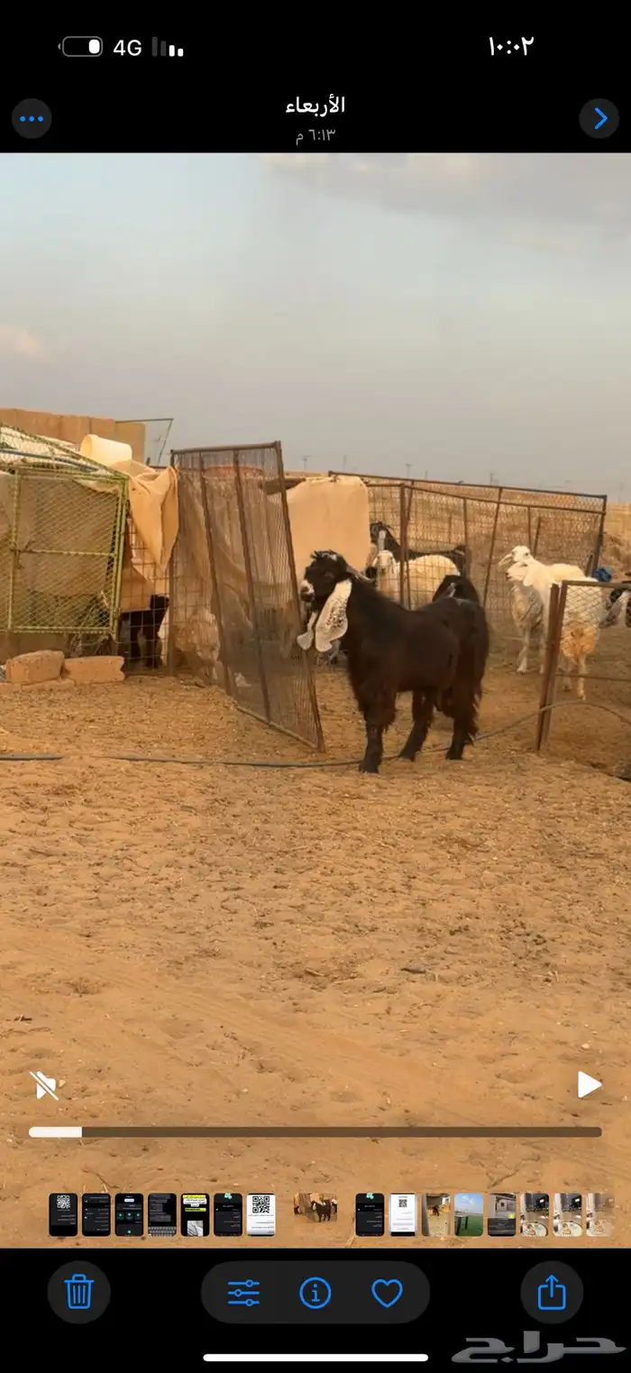 تيس مشروك صنف طيب جذع 2