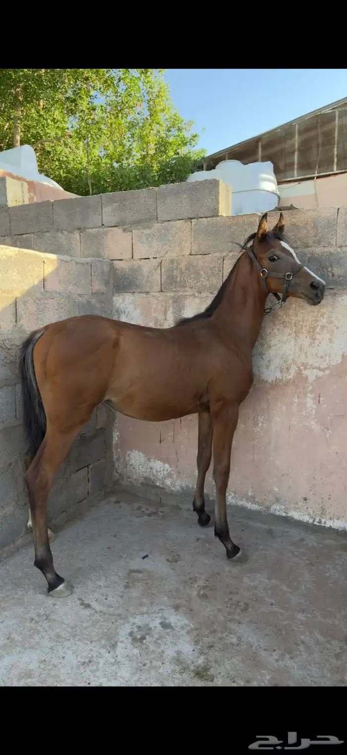 مهر شعبي فاخر 4