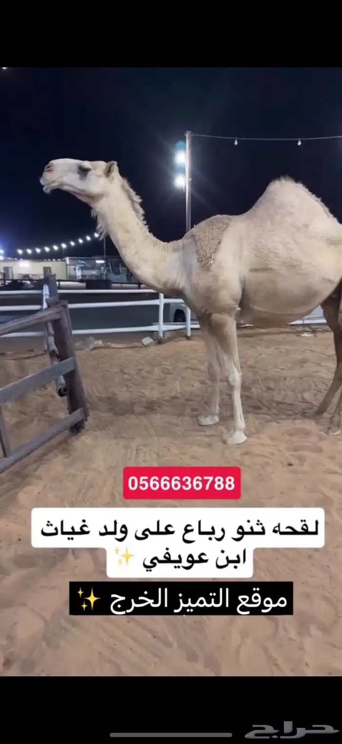 ابل شقح وضح طيبه نازله موقع التميز الخرج 7