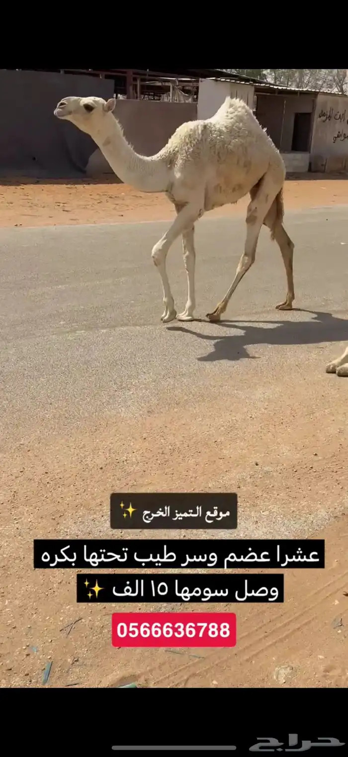 ابل شقح وضح طيبه نازله موقع التميز الخرج 5