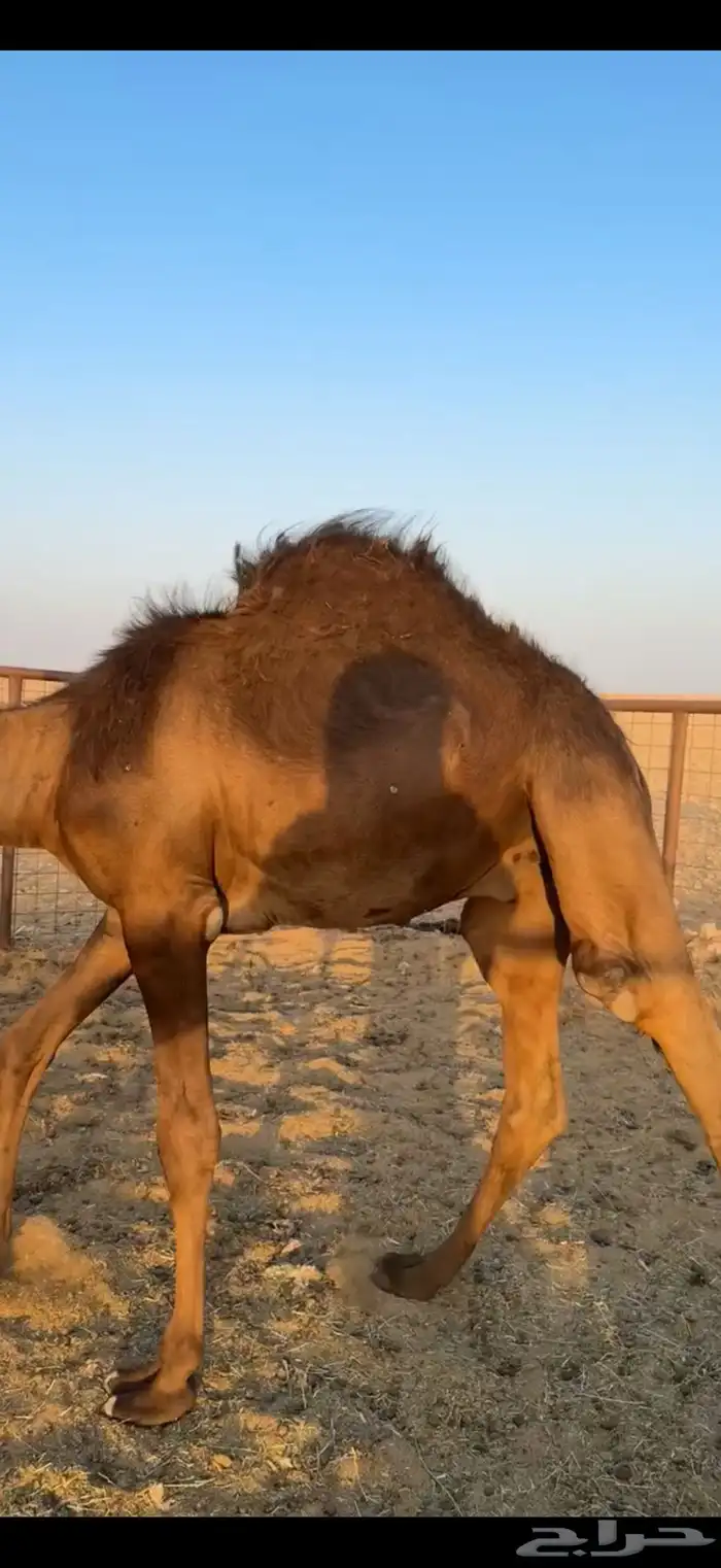 حشو قصب 2