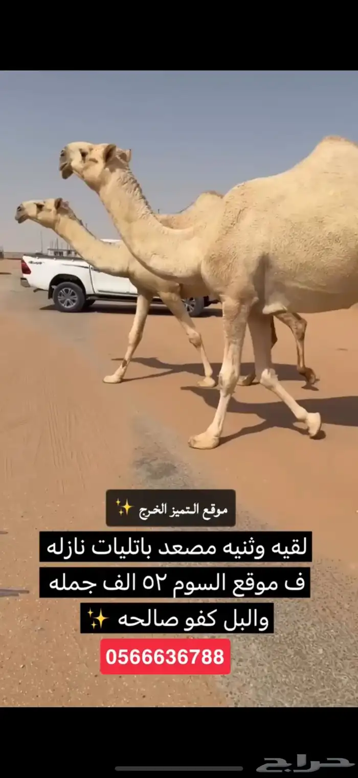 ابل شقح وضح طيبه نازله موقع التميز الخرج 2