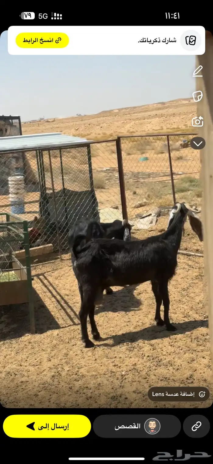 عنزين وتيس 1