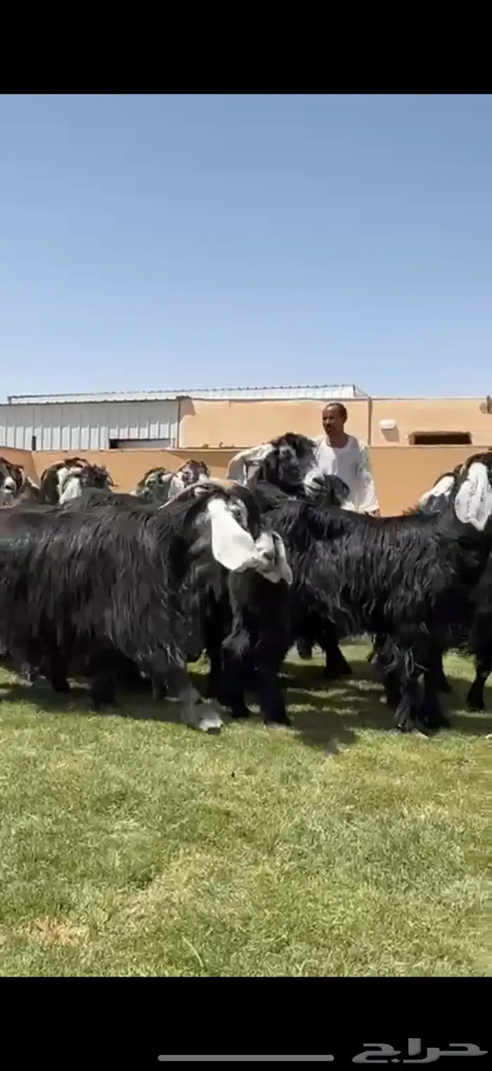 مراح عوارض طيبه دفيع شرط 0