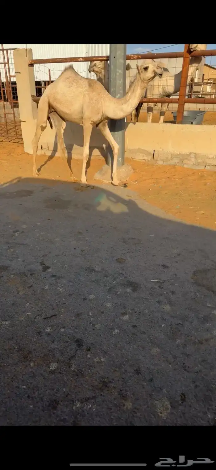 بكره رمانيه 0