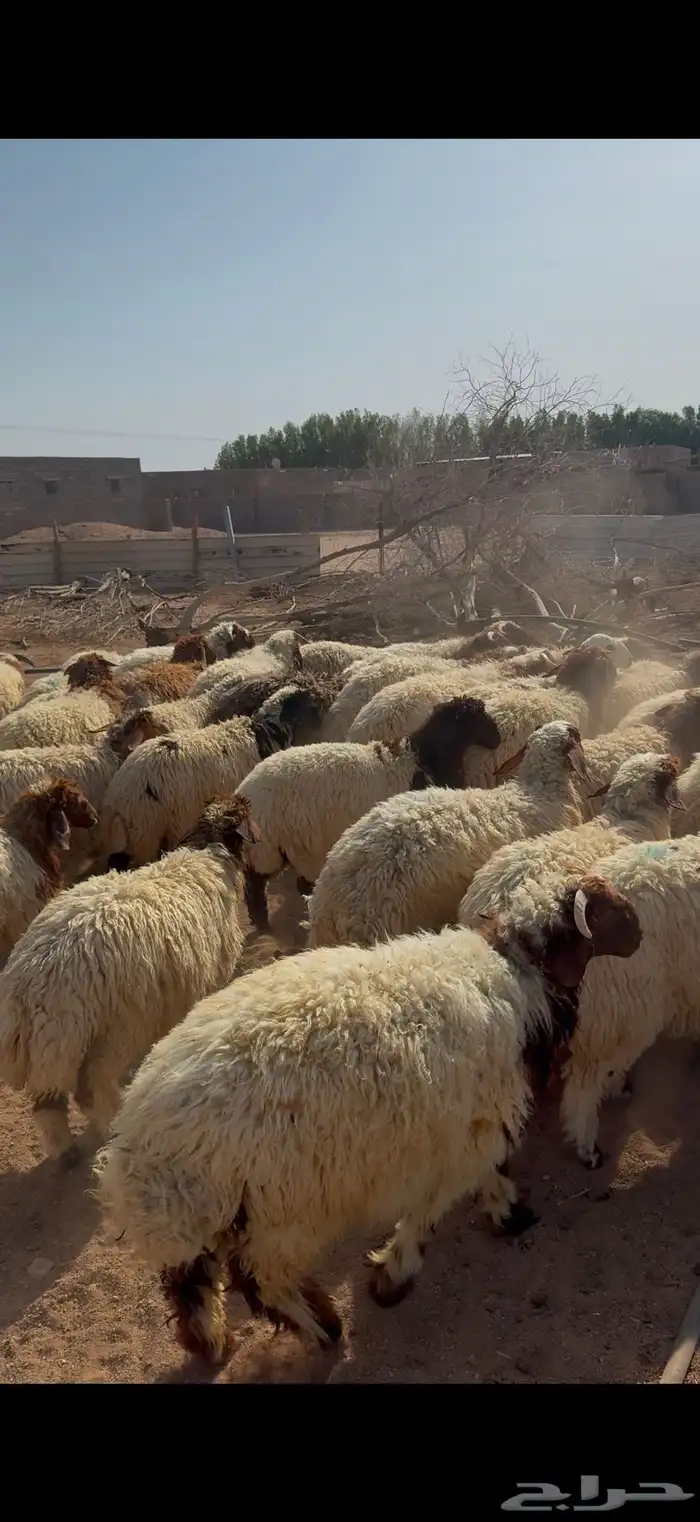 بهم نعيم 1