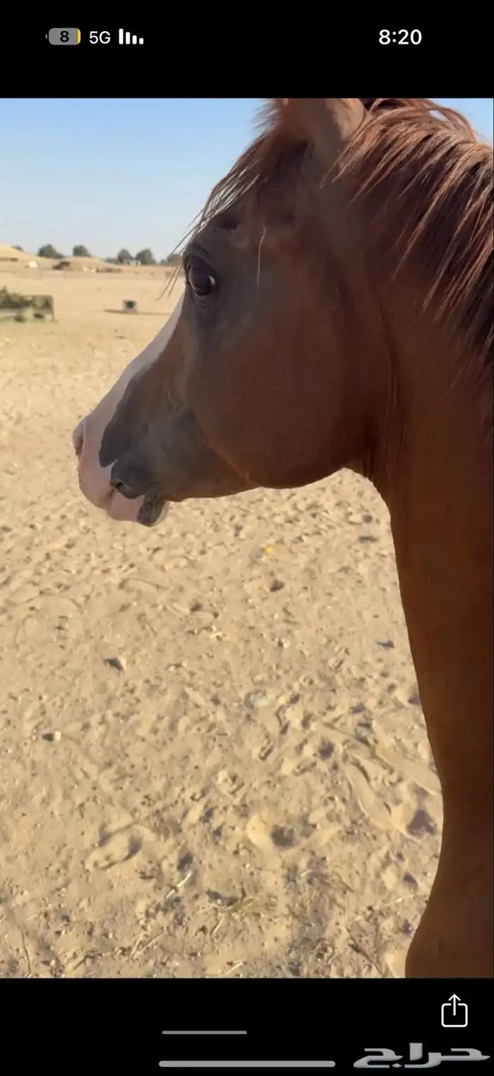 حصان شععبي شييخ 2