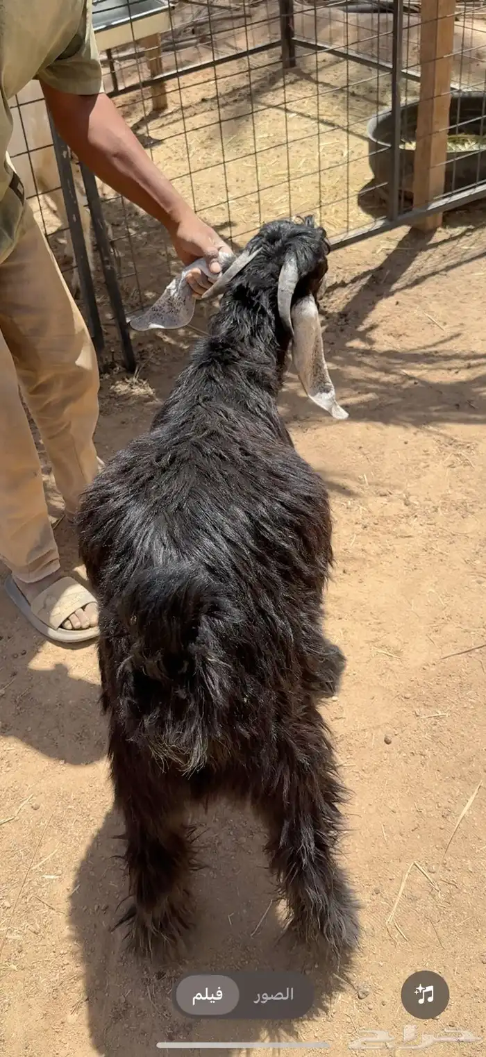 تيس مغلق مغلق شرط 0