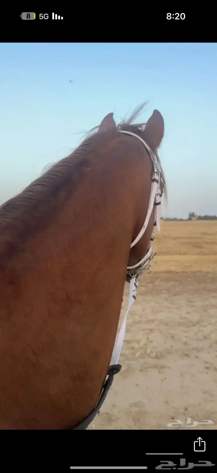 حصان شععبي شييخ 0
