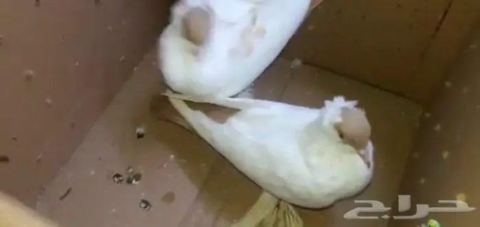 انثى بالوني 1