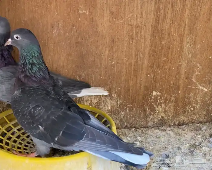 حمام قطيفي زرق 2