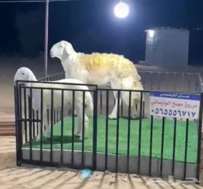 مشروع فحل حري نادر 2