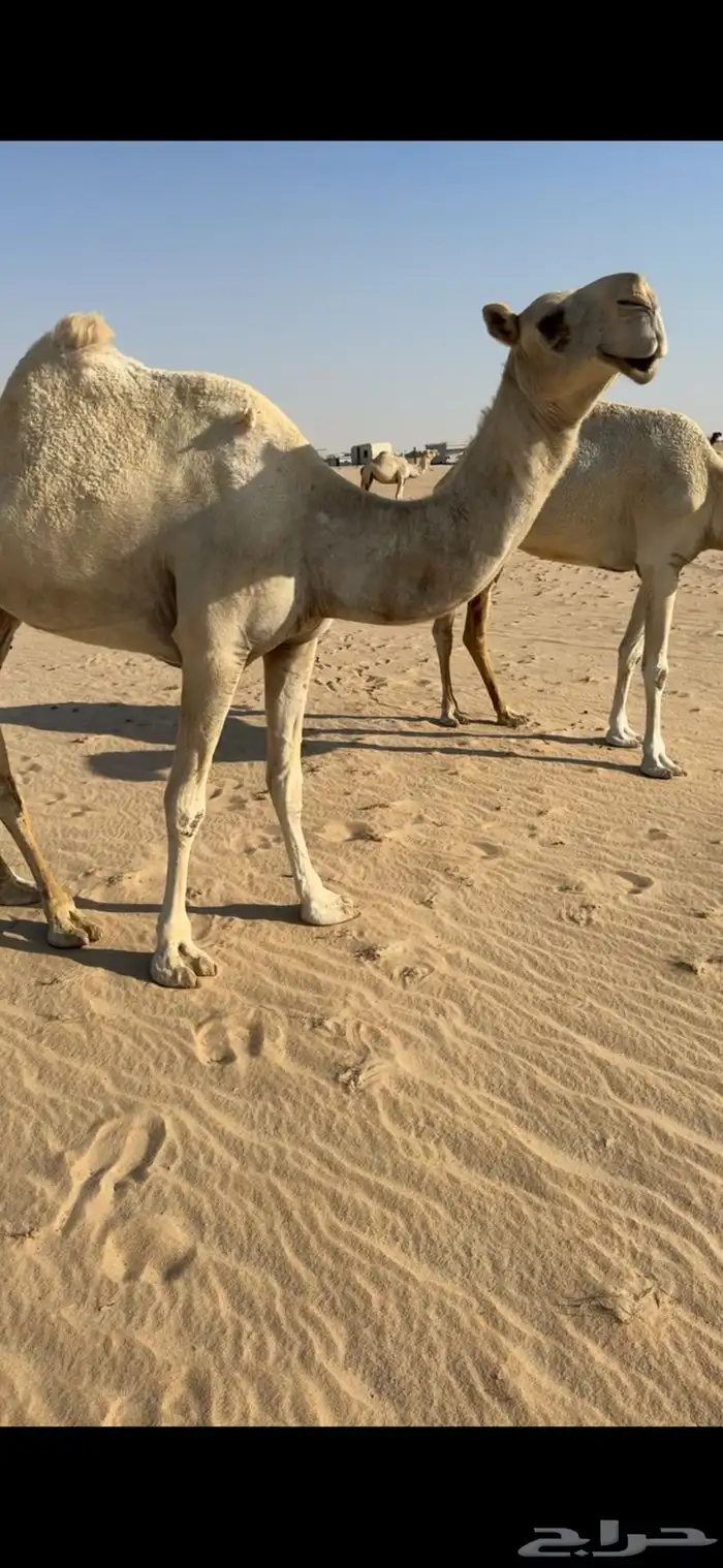 ناقة وضحا 1