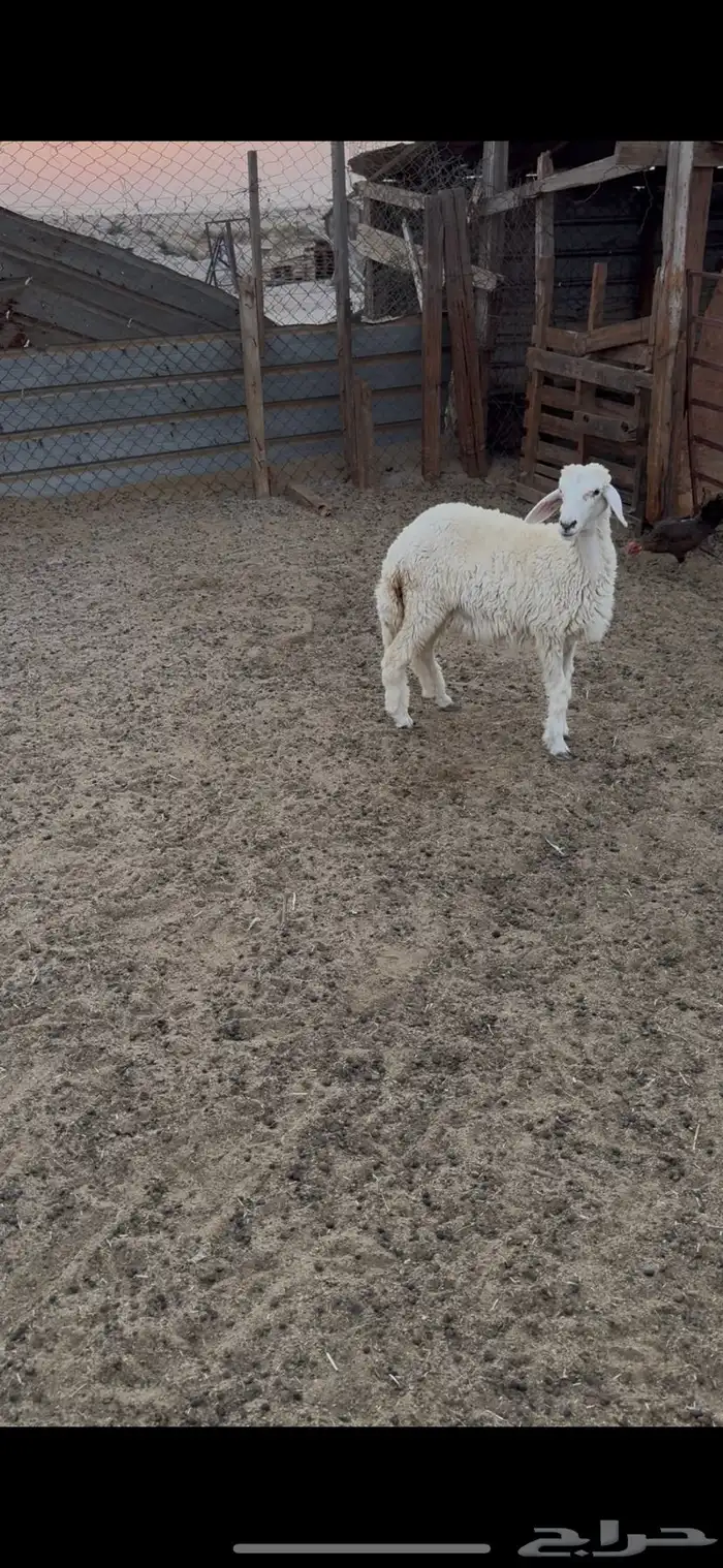 رخل اربعه شهور 0