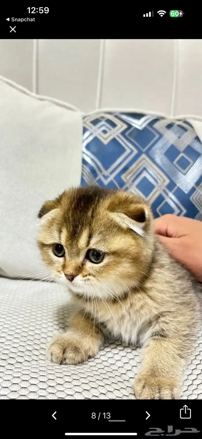 قطط سكوتش 0