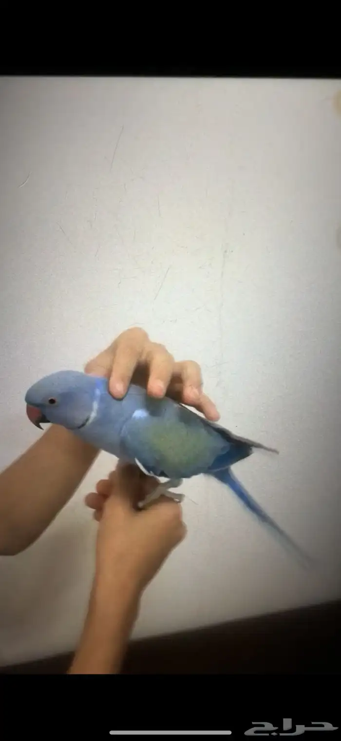 دره هولندي 3