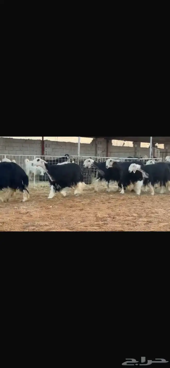 عرض نجد مواليد 5
