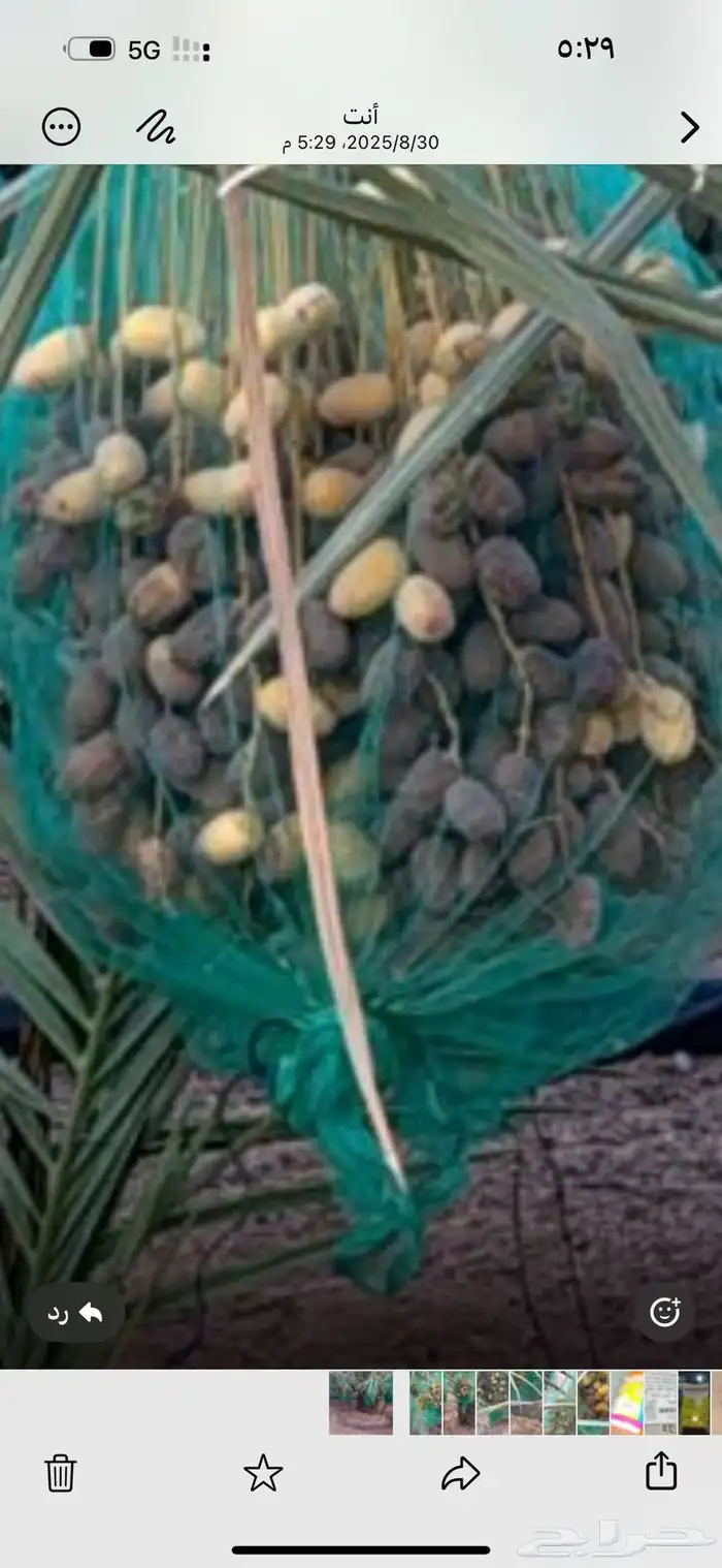 للبيع ثمر النخل سكري وخلاص عدد 180 نخله 1